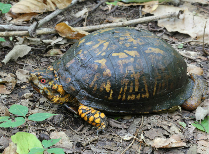 Eastern Box Turtle